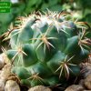 20 _Coryphantha_ tripugionacantha_ 01